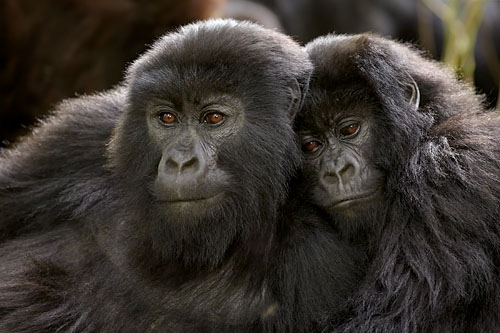 Two Young Mountain Gorillas of the Umubano Group
