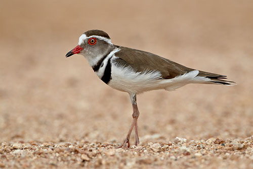 Three-Banded Plover