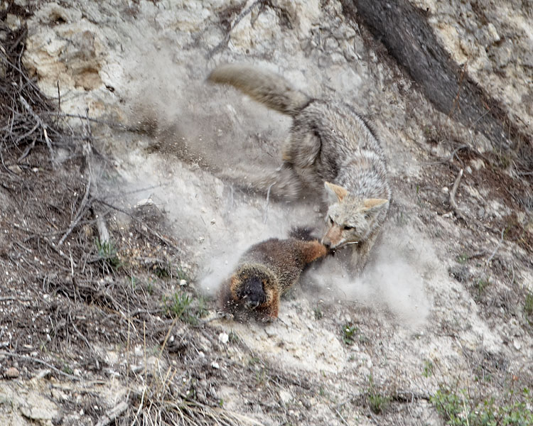 Coyote Catching Marmot