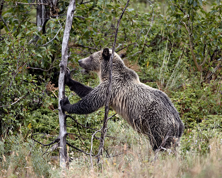 Grizzly Bear Pushing A Dead Tree