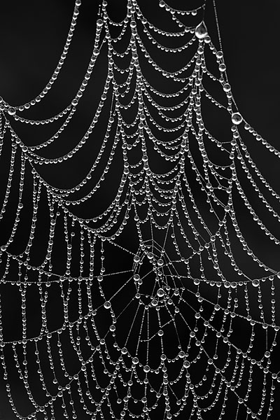 Dewey Spiderweb