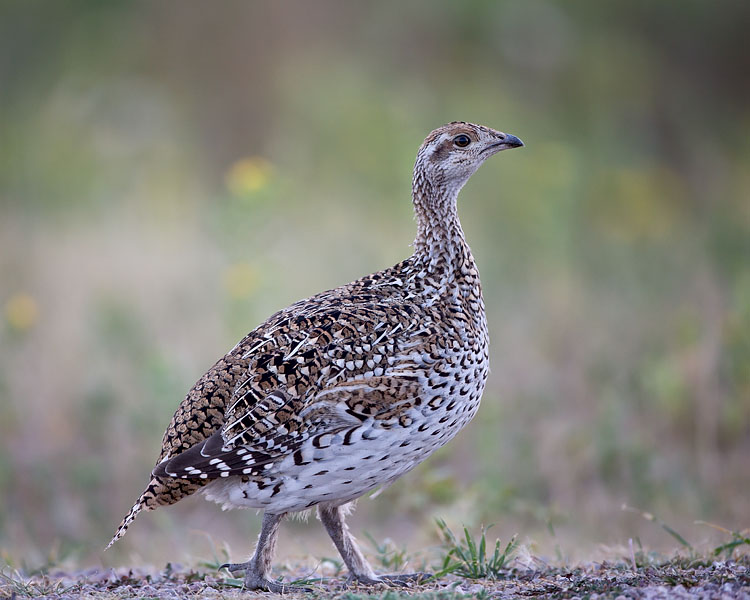 Sharp-Tailed Grouse