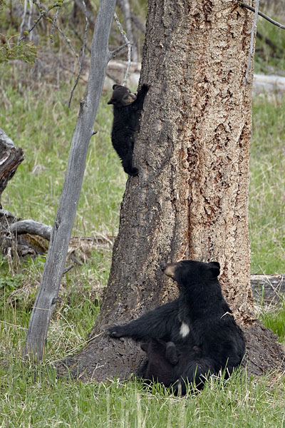 Black Bear Sow And Cubs
