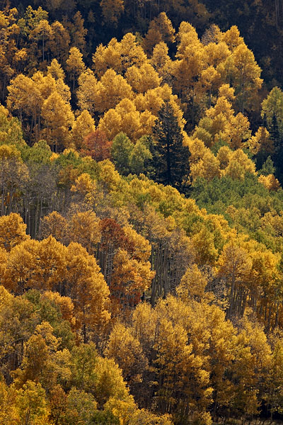 Fall Aspen Forest