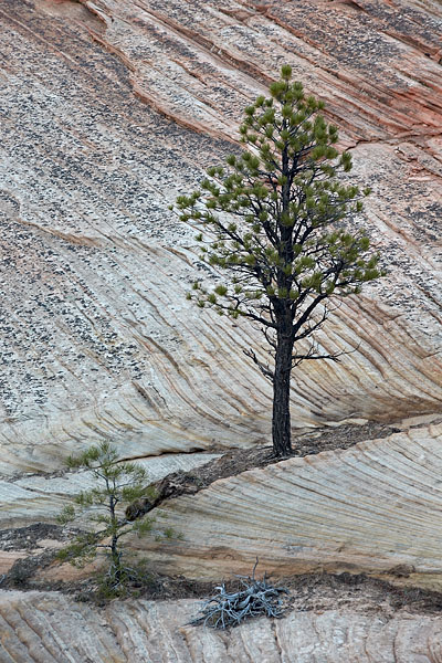 Pine On Sandstone