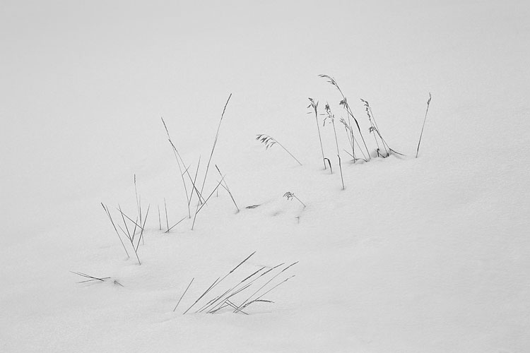 Grass In Snow