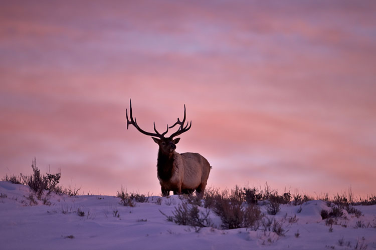 Bull Elk At Sunset