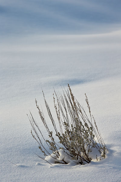 Sagebrush In Snow