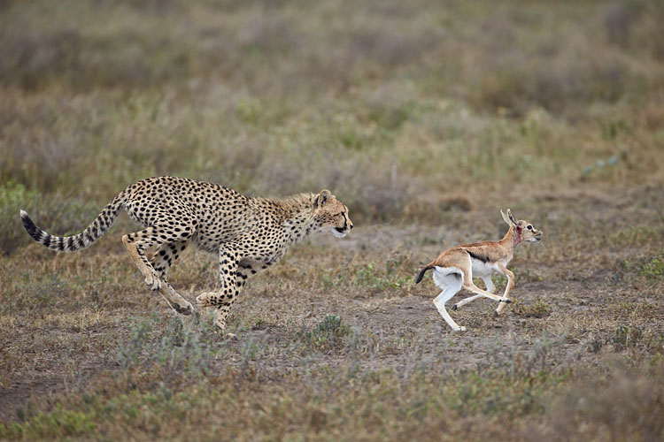 Cheetah Cub Chase