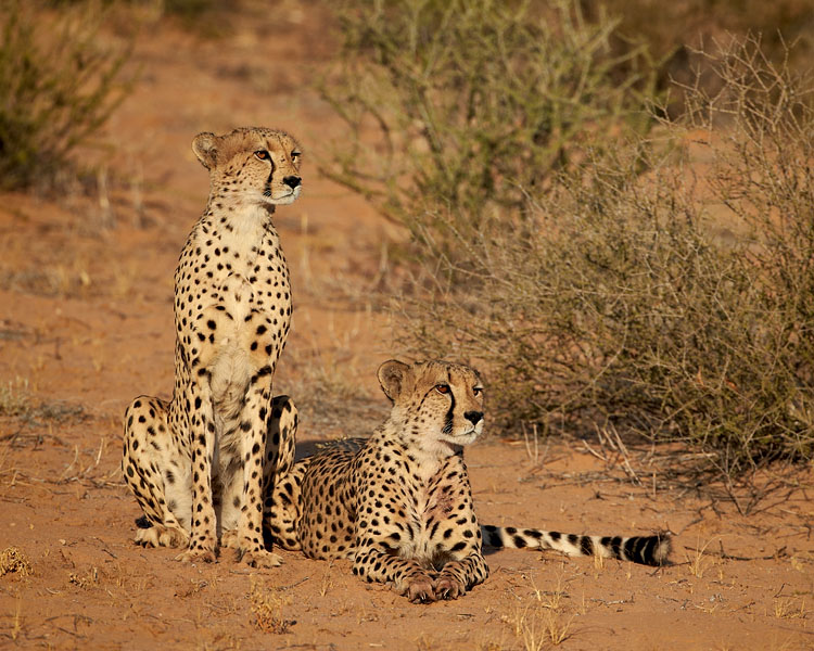 Cheetah Siblings