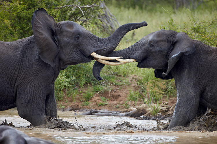 African Elephants Sparring