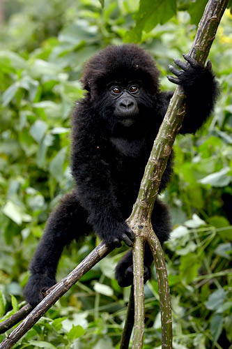 Infant Mountain Gorilla