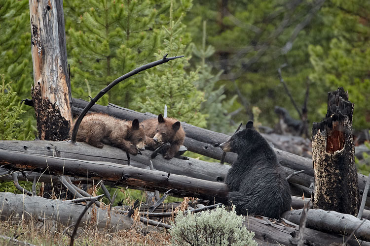 Black Bear Sow And Two Yearling Cubs