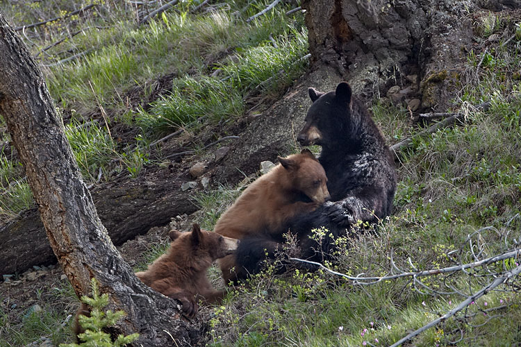 Black Bear Sow Nursing Two Yearling Cubs