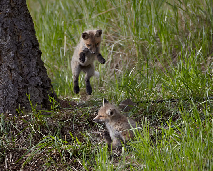 Red Fox Kit Pouncing On Its Sibling