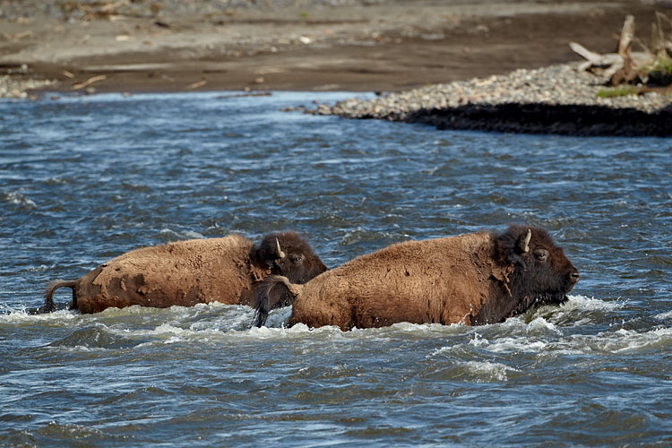 Bison Crossing The Lamar River