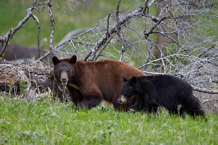 Black Bear Sow And Yearling Cub