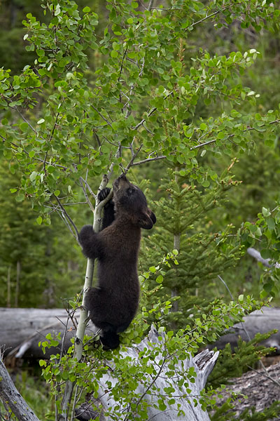 Black Bear Cub-Of-The-Year In A Tree