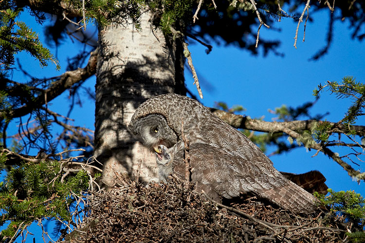 Great Gray Owl Mother Feeding A Chick