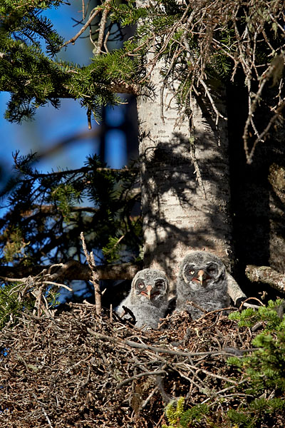 Great Gray Owl Chicks