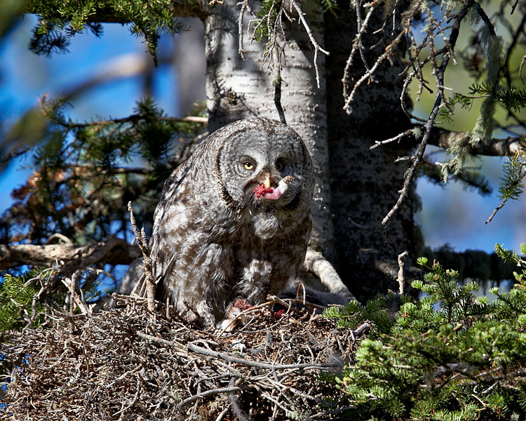 Great Gray Owl With Red Squirrel Forelimb