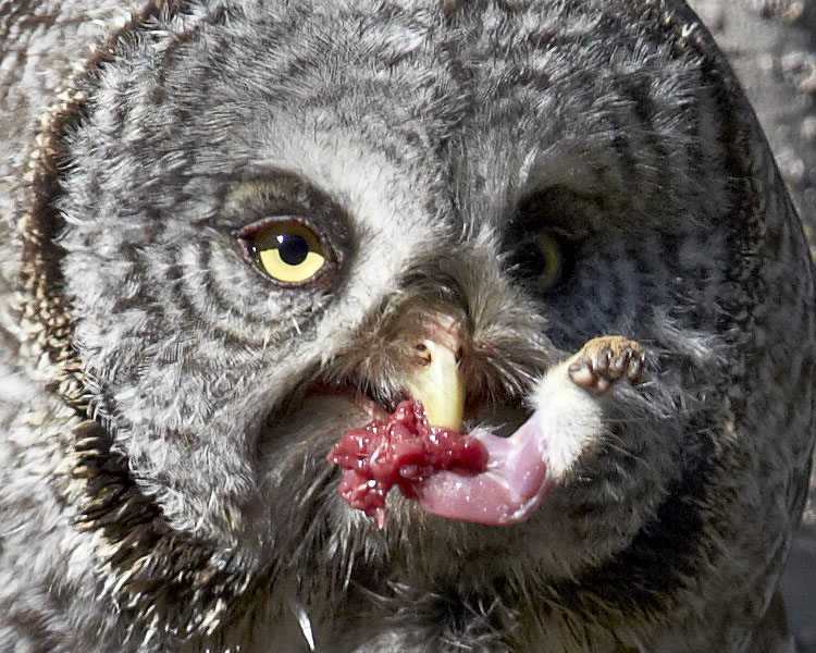 Great Gray Owl With Red Squirrel Forelimb