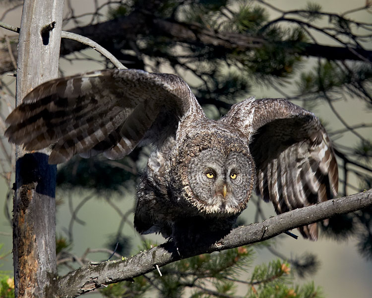 Great Gray Owl Leaving A Perch