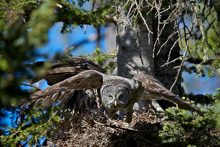Great Gray Owl Leaving The Nest
