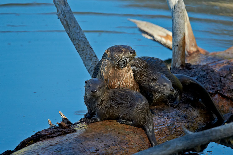 River Otter Mother And Two Pups