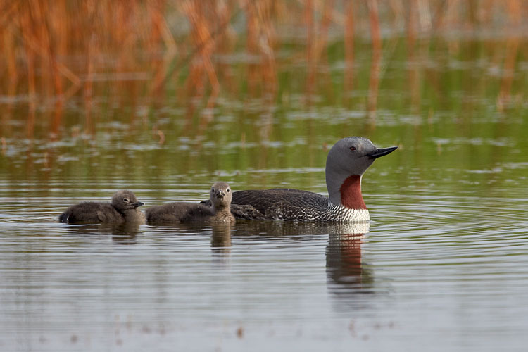 Red-Throated Diver With Two Chicks