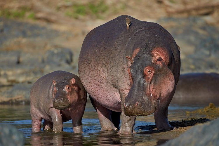 Hippopotamus Mother And Calf
