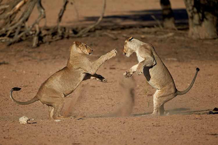 Young Lions Playing