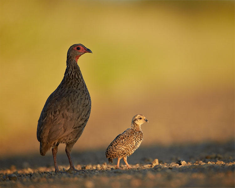 Red-Necked Spurfowl