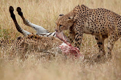 Two Cheetah At A Zebra Kill