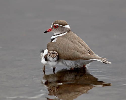 Three-Banded Plover Adult And Chick