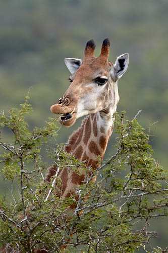 Cape Giraffe Eating