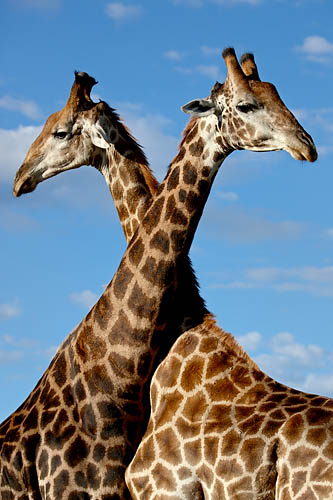 Two Cape Giraffe