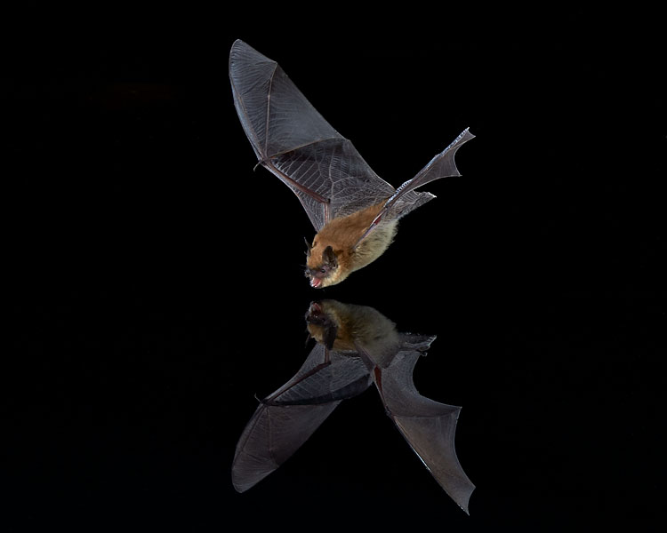 Southwestern Myotis About To Drink