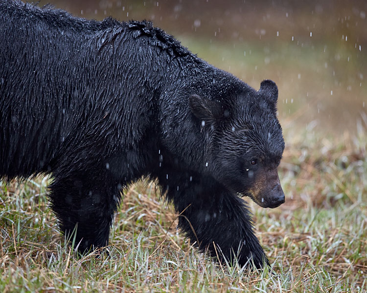 Black Bear With Falling Snow