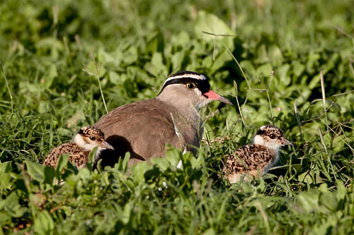 Crowned Plover Adult And Chicks