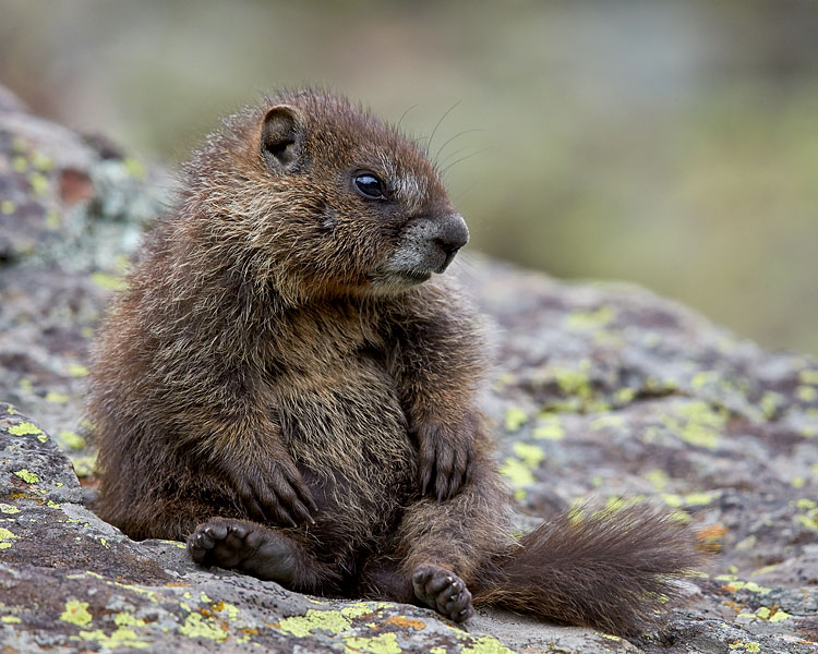 Young Yellow-Bellied Marmot