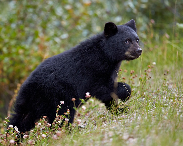 Jhp Blog September 5 2014 Black Bear Cub Jasper National Park Alberta Canada