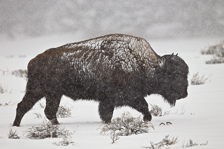 Bison Bull In A Spring Snowstorm