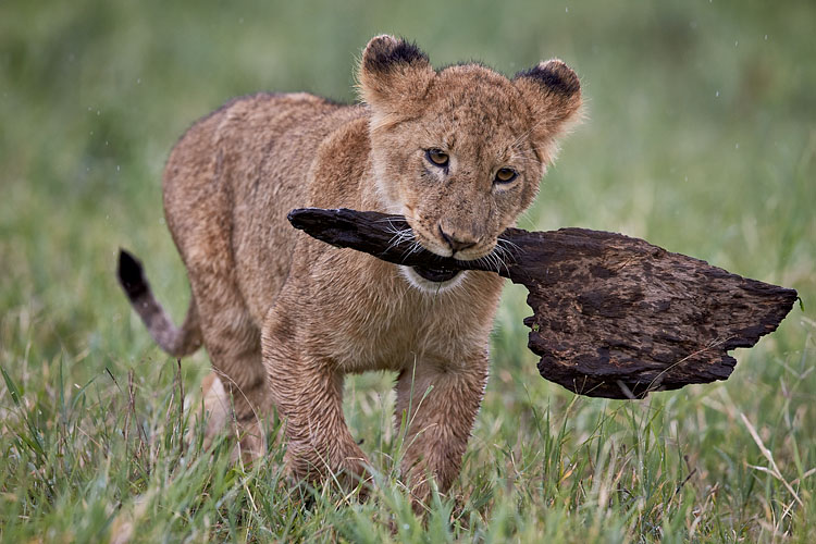 Lion Cub With a Toy