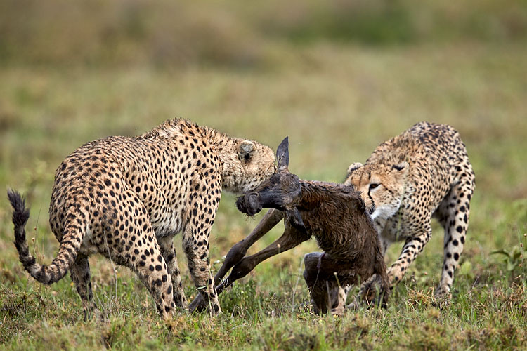 Cheetahs Killing A Newborn Wildebeest
