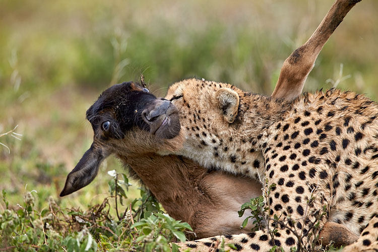 Cheetah Killing a Days-Old Wildebeest Calf