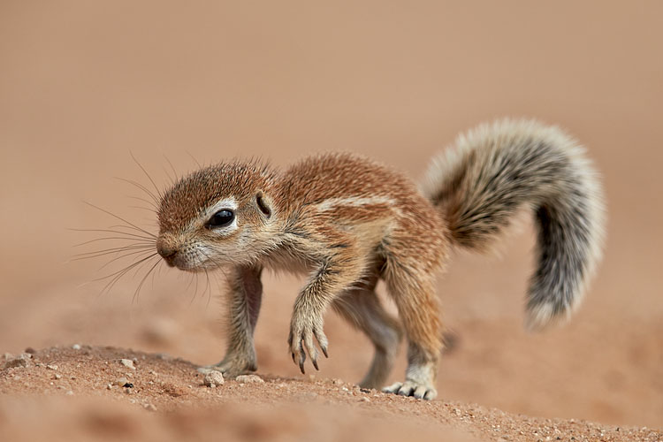 Baby Cape Ground Squirrel