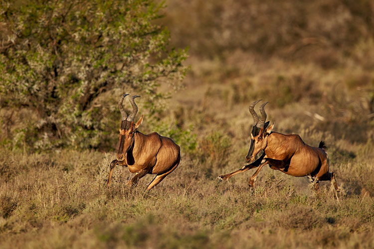 Red Hartebeest Chase