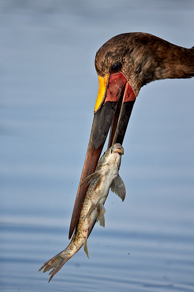 Saddle-Billed Stork With Fish