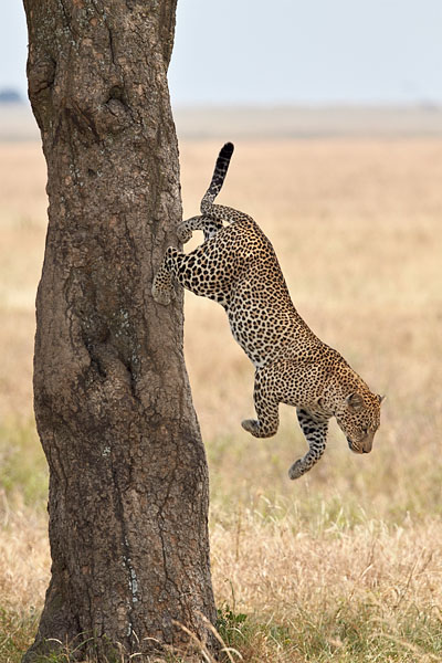 Leopard Jumping From Tree